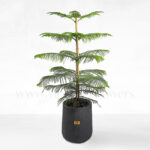 گلدان آپارتمانی کاج مطبق - گلفروشی آنلاین VIP Shop