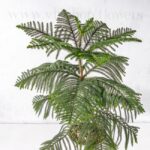 جزئیات برگ کاج مطق با اندازه متوسط