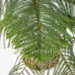 برگ کاج مطبق با اندازه متوسط