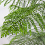 گلدان آپارتمانی کاج مطبق - گلفروشی آنلاین VIP Shop