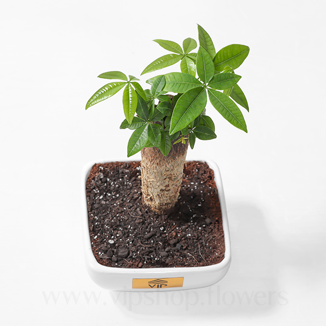 Pachira House Plant VIP Online Flower Shop Gallery 1