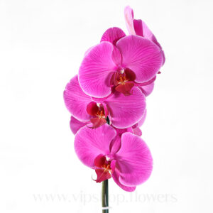 گلدان ارکیده بنفش - گلفروشی آنلاین VIP Shop