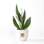 خرید گیاه سانسوریا- گلفروشی آنلاین VIP Shop