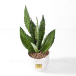 خرید گیاه سانسوریا- گلفروشی آنلاین VIP Shop