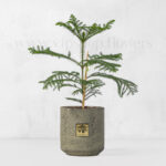 گلدان آپارتمانی کاج مطبق