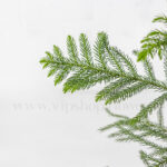 برگ گلدان آپارتمانی کاج مطبق