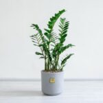 زاموفیلیا بزرگ گیاهی زیبا است.