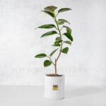 گلدان آپارتمانی فیکوس الاستیکا سبز کوچک