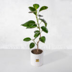 گلدان فیکوس الاستیکا سبز سایز کوچک از بالا