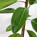 گلدان آپارتمانی فیکوس الاستیکا سبز - گلفروشی آنلاین VIP Shop