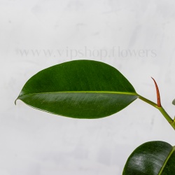 طرح برگ گیاه فیکوس الاستیکا سبز کوچک