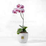 گلدان ارکیده بنفش سفید خالدار