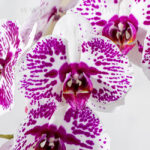 جزئیات طرح گل ارکیده بنفش سفید خالدار