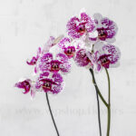 گل های گلدان ارکیده بنفش سفید خالدار