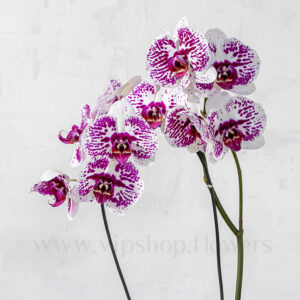 گل های گلدان ارکیده بنفش سفید خالدار