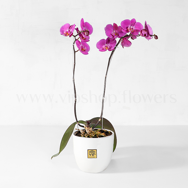 Phalaenopsis Orchids Houseplant VIP Online Flower Shop 1