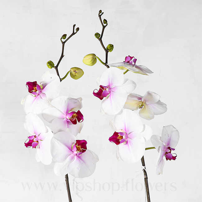 گلدان ارکیده سفید بنفش دو شاخه - گلفروشی آنلاین VIP Shop