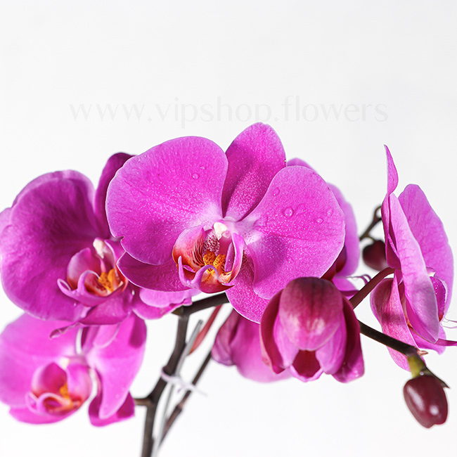 Phalaenopsis Orchids Houseplant VIP Online Flower Shop 2