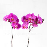 گلدان ارکیده بنفش - گلفروشی آنلاین VIP Shop