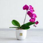 گل ارکیده با گلدان سفید