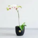 گل ارکیده سفید بنفش در گلدان مشکی