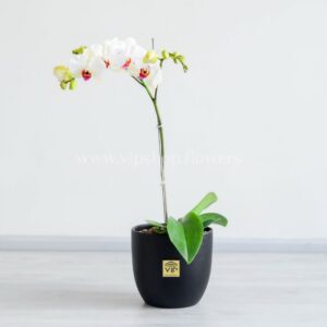 گل ارکیده سفید بنفش در گلدان مشکی