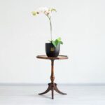 گل ارکیده سفید بنفش با روی میز