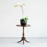گل ارکیده سفید بنفش با روی میز