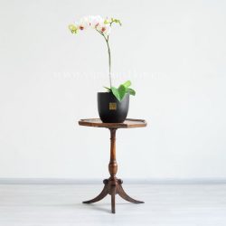 گل ارکیده سفید بنفش با روی میز