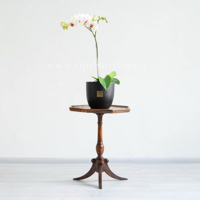 گل ارکیده سفید بنفش با روی میز