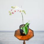 تصویر گل ارکیده سفید بنفش از زاویه بالا