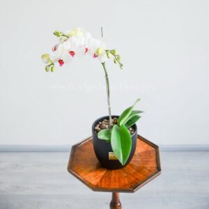 تصویر گل ارکیده سفید بنفش از زاویه بالا