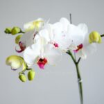 گل های سفید و بنفش گل ارکیده