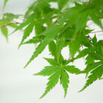 برگ های زیبا و چشم نواز بونسای افرا سبز