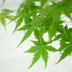 برگ های زیبا و چشم نواز بونسای افرا سبز