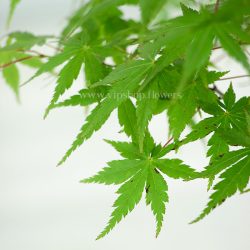 برگ های زیبا و چشم نواز بونسای افرا سبز