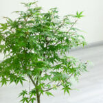 زیبایی برگ های بونسای افرا سبز شگفت انگیز است.