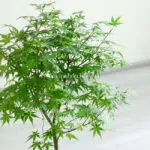 زیبایی برگ های بونسای افرا سبز شگفت انگیز است.