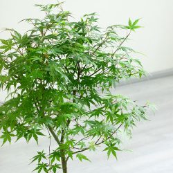 زیبایی برگ های بونسای افرا سبز شگفت انگیز است.