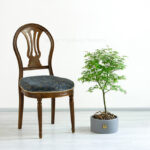 گلدان آپارتمانی بونسای افرا سبز - Image 7