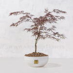 گلدان آپارتمانی بونسای افرا قرمز