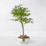 خرید آنلاین بونسای افرا