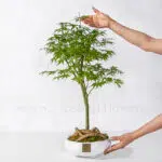 بونسای نمونه کوچک شده درخت است که در خانه پرورش می‌یابد