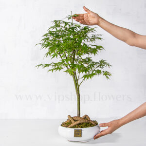 بونسای نمونه کوچک شده درخت است که در خانه پرورش مییابد