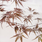 برگ های گیاه بونسای افرا