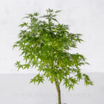 خرید آنلاین بونسای افرا