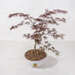 گلدان اپارتمانی بونسای افرا قرمز