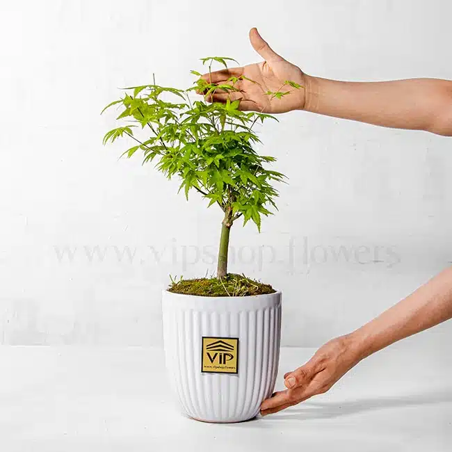 خرید آنلاین بونسای افرا