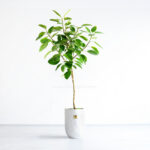 خرید اینترنتی فیکوس طلایی با ارسال رایگان در تهران