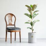 فیکوس طلایی از درختچه های مقاوم و ماندگار است